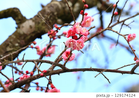 青空に映える梅の花 青空に映える梅の花 129174124