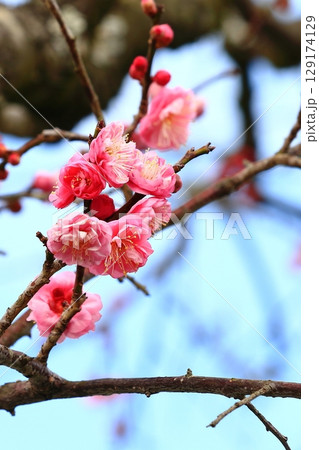 青空に映える梅の花 青空に映える梅の花 129174129