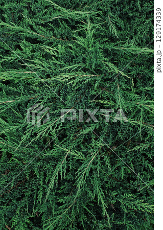 Green juniper evergreen shrub close up for natural background. Green juniper evergreen shrub close up for natural background. 129174339