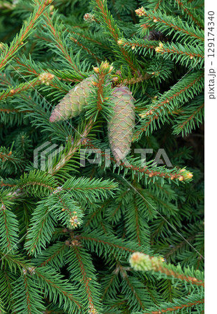 Young pine cone on a branch. Young pine cone on a branch. 129174340