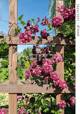 Purple clematis flowers climbing on a wooden trellis in a lush garden. Purple clematis flowers climbing on a wooden trellis in a lush garden. 129174341
