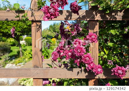 Close up of vibrant pink flowers growing on a wooden trellis in a sunny garden 129174342