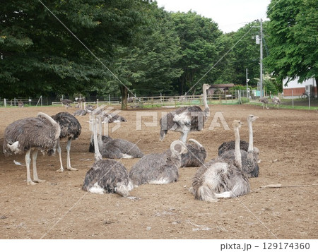 休んでいるダチョウ 休んでいるダチョウ 129174360