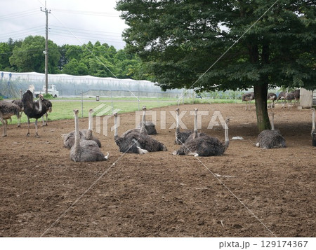 こちらを見ているダチョウ 129174367
