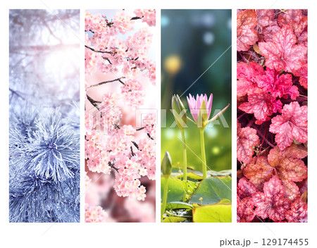 Set of nature banners depicting natural world. Four season of year. Each one features scene of nature, from snow of winter to vibrant leaves of fall. Perfect  for showcasing of changing seasons 129174455