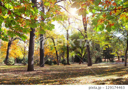 Calm fall season. Beautiful landscape with horse chestnut tree and alley in autumn park, Almaty, Kazakhstan. Chestnut tree with yellow and orange leaves and footpath in the town park in sunny day Calm fall season. Beautiful landscape with horse chestnut tree and alley in autumn park, Almaty, Kazakhstan. Chestnut tree with yellow and orange leaves and footpath in the town park in sunny day 129174463