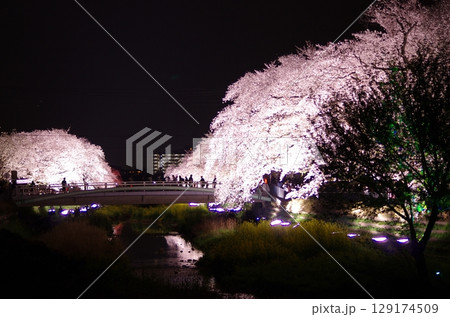 春のライトアップされた夜桜 129174509