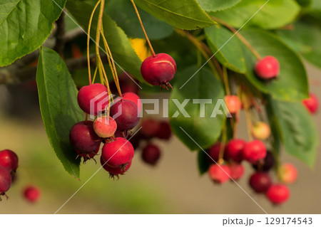 赤い実がなるジューンベリー 129174543