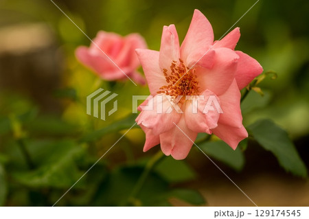 素敵な色のバラです 素敵な色のバラです 129174545