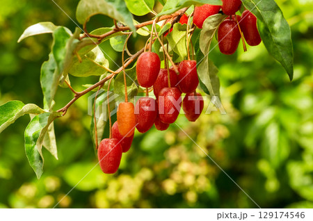 ビックリグミが実った ビックリグミが実った 129174546