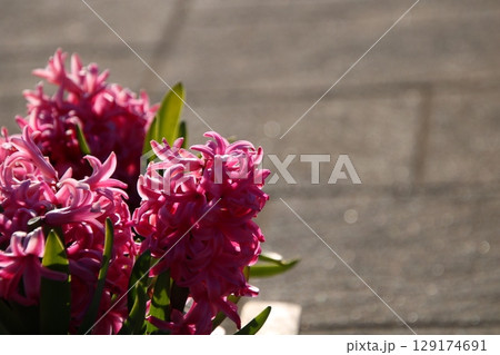 ピンクのヒヤシンスが咲く花壇 129174691