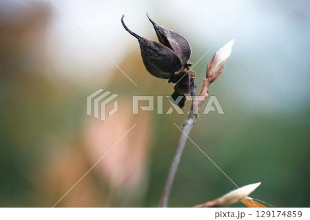 ヒメシャラ 塾した実と冬芽 ヒメシャラ 塾した実と冬芽 129174859