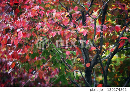 紅葉したハナミズキ 129174861