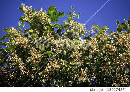 青空に映える、ネズミモチの若い実 青空に映える、ネズミモチの若い実 129174874