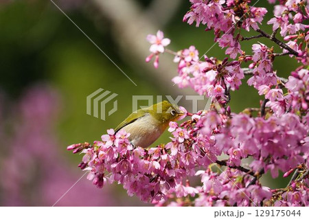 オカメザクラの蜜を吸うメジロ オカメザクラの蜜を吸うメジロ 129175044