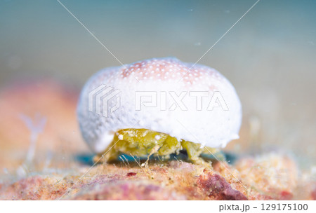 「ふわふわ帽子のユキンコボウシガニ(沖縄・水中写真)」 「ふわふわ帽子のユキンコボウシガニ(沖縄・水中写真)」 129175100