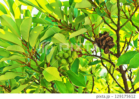 緑色のオガタマノキの実（夏、七月） 129175612