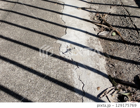 シオカラトンボのメス　ムギワラトンボ 129175769