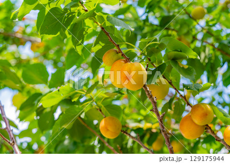 樹上の梅の実 129175944