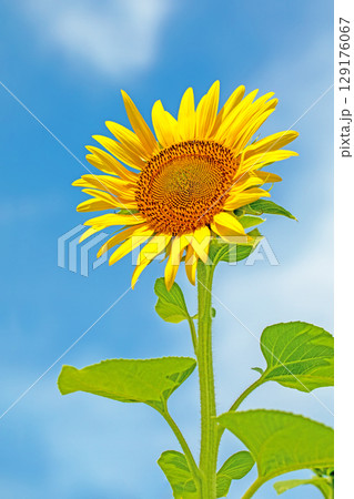 家の周りの草花 四季の色々 農園の花畑に美しい大輪のヒマワリの花が青空に向かって咲いています 家の周りの草花 四季の色々 農園の花畑に美しい大輪のヒマワリの花が青空に向かって咲いています 129176067