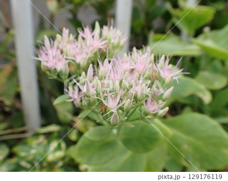 オオベンケイソウ 薄いピンクの花 オオベンケイソウ 薄いピンクの花 129176119