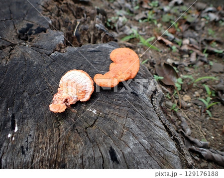 キノコ ヒイロタケ キノコ ヒイロタケ 129176188