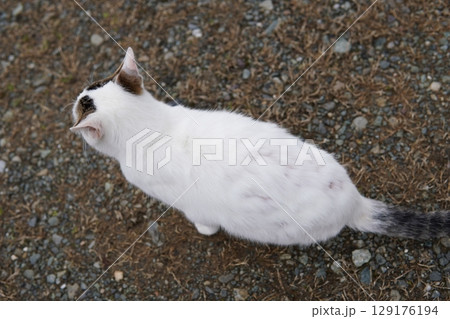 捨てられた子猫たちが餌を食べる猫 129176194