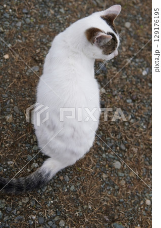 捨てられた子猫たちが餌を食べる猫 捨てられた子猫たちが餌を食べる猫 129176195