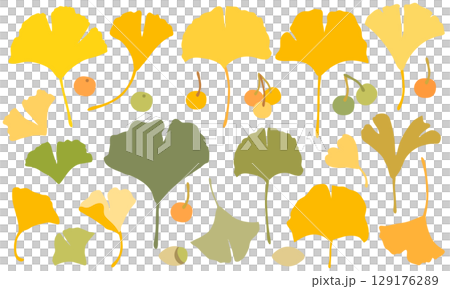 Cute ginkgo material set Cute ginkgo material set 129176289