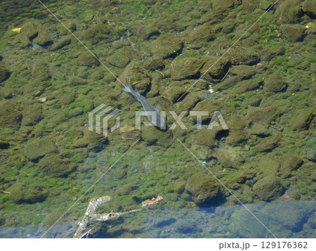 帷子川　ボラ　 129176362