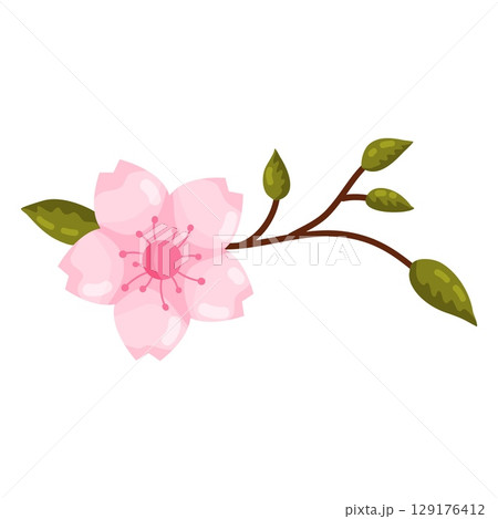 Single Pink Cherry Blossom Illustration 129176412