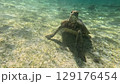 泳ぐウミガメ 129176454