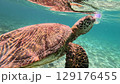 息継ぎするウミガメ 129176455