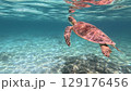 優雅に泳ぐウミガメ 129176456