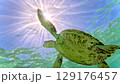 海中を泳ぐウミガメ 129176457