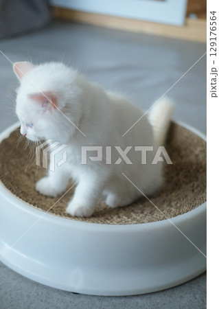 2 months old, ragdoll kitten on the cat scratching board, domestic cat 129176564
