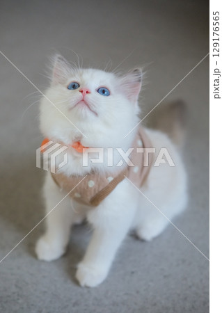 2 months old ragdoll kitten in cute dress standing on the floor, looking at the owner. domestic cat 129176565