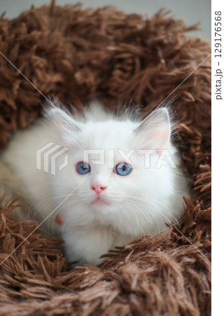 2 months old ragdoll kitten lying on the cat bed cushion, domestic cat 2 months old ragdoll kitten lying on the cat bed cushion, domestic cat 129176568