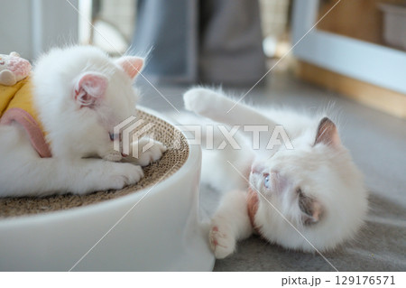Two 2 months old, ragdoll kittens in cute dress, playing together. domestic cat Two 2 months old, ragdoll kittens in cute dress, playing together. domestic cat 129176571