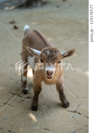 Brown kid, a baby goat standing on the floor 129176577