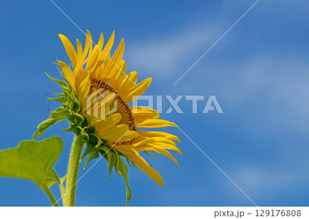 家の周りの草花　四季の色々　農園の花畑に美しい大輪のひまわりの花が青空に向かって咲いています 129176808