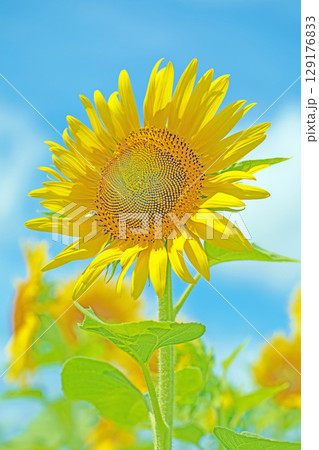 家の周りの草花 四季の色々 農園の花畑に美しい大輪のひまわりの花が青空に向かって咲いています 家の周りの草花 四季の色々 農園の花畑に美しい大輪のひまわりの花が青空に向かって咲いています 129176833