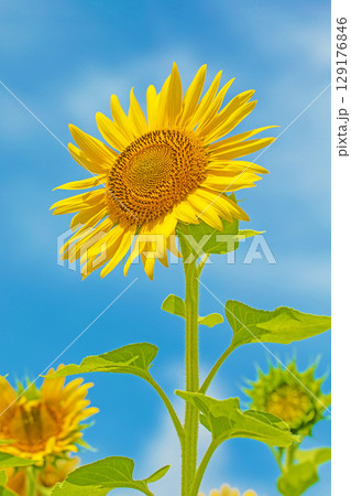 家の周りの草花 四季の色々 農園の花畑に美しい大輪のひまわりの花が青空に向かって咲いています 家の周りの草花 四季の色々 農園の花畑に美しい大輪のひまわりの花が青空に向かって咲いています 129176846