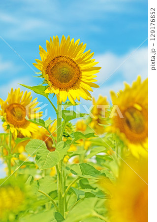 家の周りの草花　四季の色々　農園の花畑に美しい大輪のひまわりの花が青空に向かって咲いています 129176852