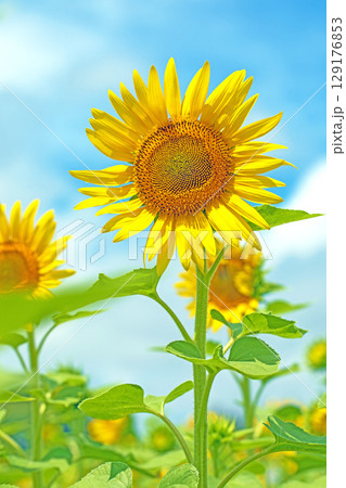 家の周りの草花　四季の色々　農園の花畑に美しい大輪のひまわりの花が青空に向かって咲いています 129176853