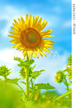 家の周りの草花 四季の色々 農園の花畑に美しい大輪のひまわりの花が青空に向かって咲いています 家の周りの草花 四季の色々 農園の花畑に美しい大輪のひまわりの花が青空に向かって咲いています 129176854