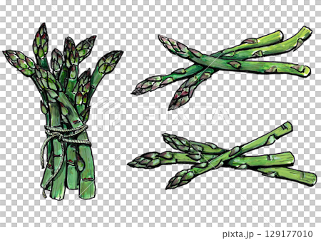 アスパラガス 129177010