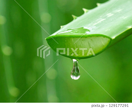 aloe gel dripping from a freshly cut aloe vera leaf 129177291