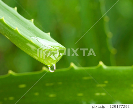 aloe gel dripping from a freshly cut aloe vera leaf 129177292