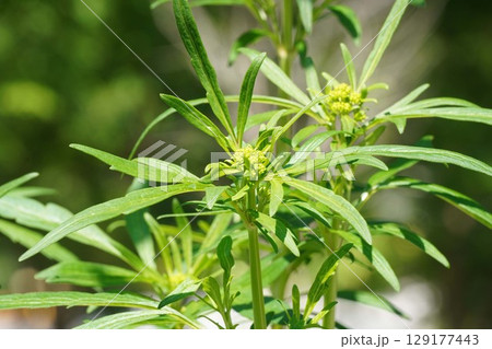 オミナエシの花芽・2025年6月 129177443